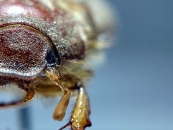 Extreme close up of insect