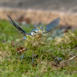 Close-up of insect on grass