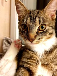 Close-up portrait of a cat at home