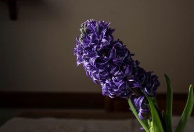 Close-up of lavender blooming flower 