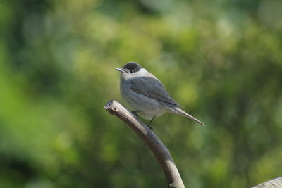 Close-up of bird perching on branch