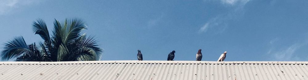 Pigeons perching on roof against blue sky