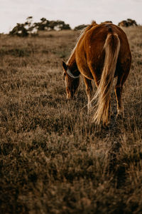 New forest pony