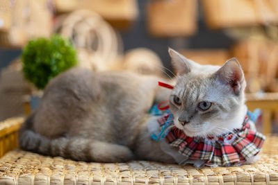 Close-up of cat resting in basket