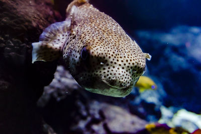 Close-up of fish swimming in aquarium