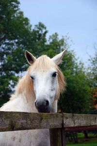 Close-up of horse in ranch against sky