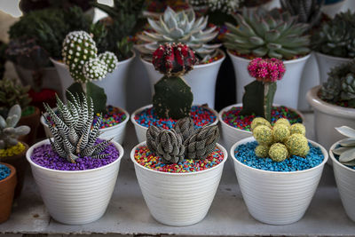 Close-up of potted plants at market stall