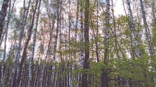 Low angle view of trees in forest