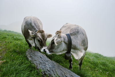 View of horses on field against sky