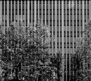 Flowers growing on tree in city