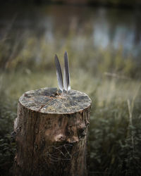 Close-up of wooden post