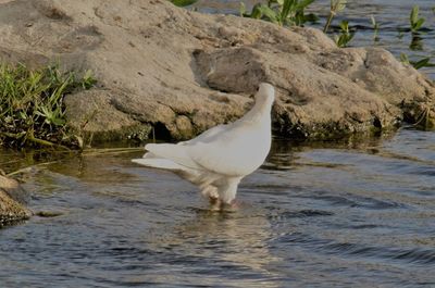 White swan on lake