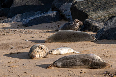 Newborn grey seal pup, halichoerus grypus, suckling milk from mother seal