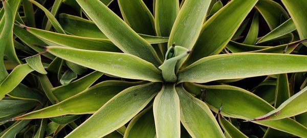 Full frame shot of succulent plant on field