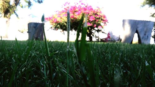 Plants growing on grassy field