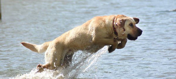 Dog looking at sea