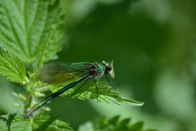 Close-up of butterfly perching on plant