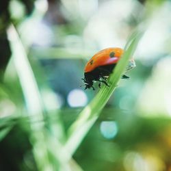 Close-up of insect on plant