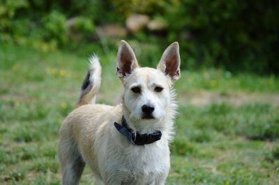 Portrait of dog standing on field