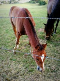 High angle view of horses grazing on grassy field by fence