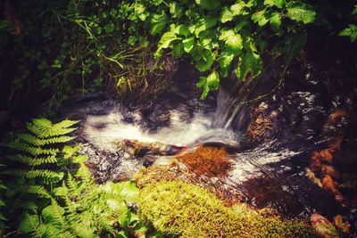 View of waterfall in forest