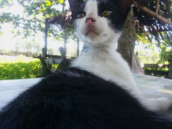 Close-up of cat