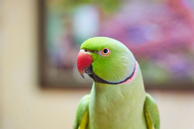 Close-up of parrot perching