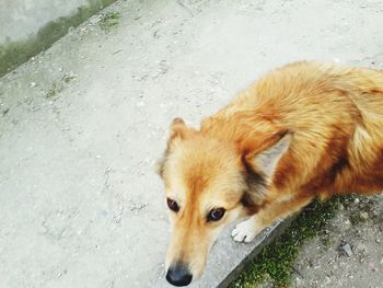 High angle view of dog in water