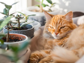 Close-up of cat by potted plant