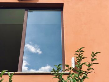 Low angle view of potted plant against building