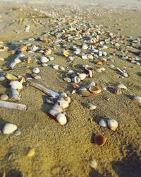 High angle view of shells on beach