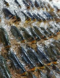 Close-up of fish in water