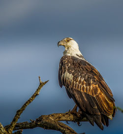 Low angle view of bird perching on tree