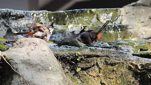 View of dogs on rock