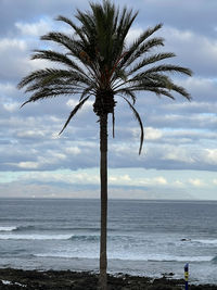 Palm tree by sea against sky