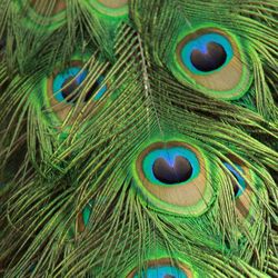 Close-up of peacock feathers