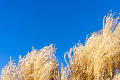 Low angle view of stalks against clear blue sky