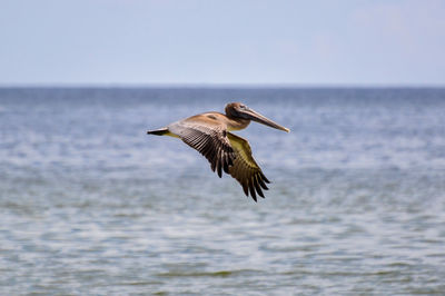 Bird flying over sea