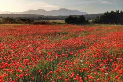 Red flowering plants on field against sky