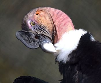 Close-up of eagle in zoo