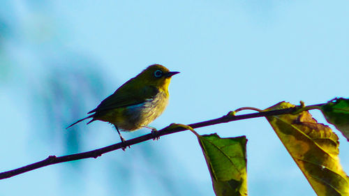 Low angle view of birds perching on tree