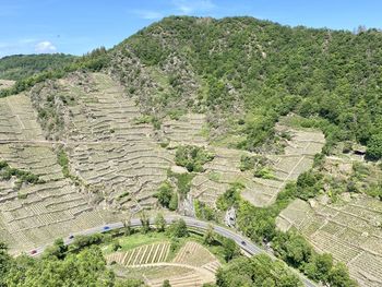 High angle view of a plants