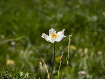 Close-up of white flower on field