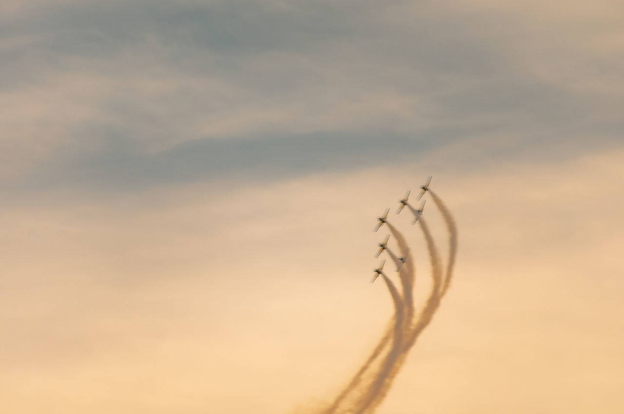 LOW ANGLE VIEW OF A BIRD FLYING