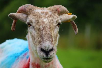 Close-up portrait of cow