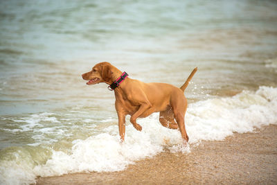 Dog in water