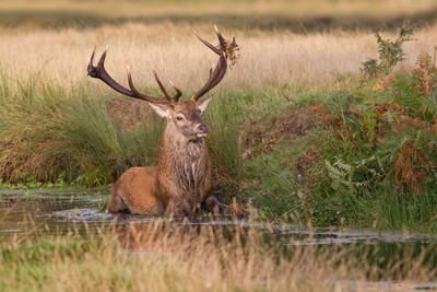 Deer in a lake