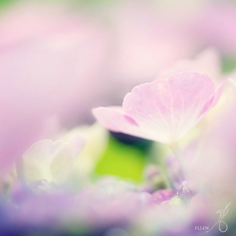 CLOSE-UP OF PINK FLOWERS BLOOMING