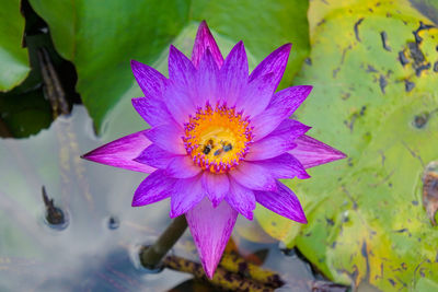 Close-up of bee pollinating on purple flower