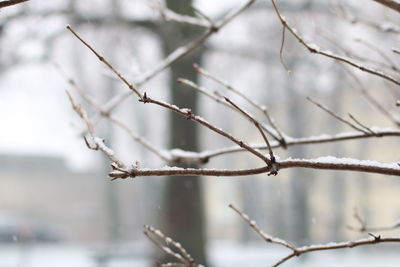 Close-up of snow on branch